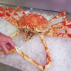 Cua Nhện Nhật Bản: Khám phá Vua Biển Cả và Cách Thưởng Thức