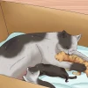 Dấu Hiệu Mèo Sắp Đẻ: Hướng Dẫn Toàn Diện Từ Chuyên Gia
