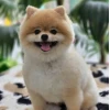 Dịch vụ Pet Spa: Chăm sóc toàn diện cho thú cưng tại nhà