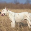 Dogo Argentino: Chó Ngao Argentina thuần chủng và những điều cần biết