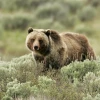 Gấu Grizzly Những Điều Cần Biết Về Loài Thú Vĩ Đại