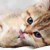 Giải mã đôi chân mèo những điều bạn chưa biết
