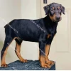 Giống chó Doberman Pinscher: Đặc điểm, nguồn gốc và cách chăm sóc