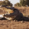 Gustave Crocodile: Huyền thoại về sát thủ cá sấu khổng lồ