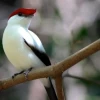 It is found that endangered species are often concentrated in vulnerable areas