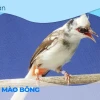 Khám phá âm thanh độc đáo của tiếng chào mào bông hót