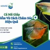 Khám phá cá mã giáp short hoàng kim và các loại cá mã giáp phổ biến