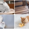 Khám phá các giống mèo phổ biến tại Việt Nam: Đặc điểm và cách chăm sóc