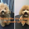 Khám phá các kiểu cắt lông Poodle thời thượng và độc đáo nhất 2026