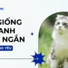 Khám phá các loại mèo phổ biến và đáng yêu nhất tại Việt Nam