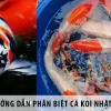 Khám phá đa dạng các dòng cá Koi: Hướng dẫn nhận biết và lựa chọn