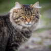 Khám phá Mèo Siberian giống mèo rừng Nga quý hiếm
