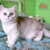 Khám phá mèo Silver: Đặc điểm, tính cách và giá bán hấp dẫn