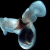 Khám phá Ốc Sên Biển: Sinh vật kỳ lạ và những điều thú vị