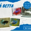 Khám phá thế giới ảnh cá betta: Đặc điểm, phân loại và cách nhận biết