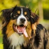 Khám Phá Thế Giới Các Giống Chó Big Dogs: Kích Thước Khổng Lồ, Trái Tim To Lớn