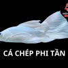 Khám Phá Thế Giới Các Loại Cá Chép Cảnh Đẹp Và Độc Đáo