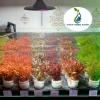 Khám phá thế giới cây thủy sinh cho bể cá nhỏ: Lựa chọn hoàn hảo cho không gian xanh