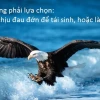 Khám phá Thế giới Chim Đại Bàng: Loài Chúa Tể Bầu Trời