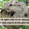 Khám phá thế giới mật ong vò vẽ săn bắt giữa rừng sâu