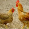Lá trầu không chữa khò khè cho gà: Kinh nghiệm dân gian hiệu quả