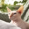 Mèo Ai Cập Sphynx: Đặc điểm, nguồn gốc và cách chăm sóc chi tiết