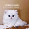Mèo Anh Lông Dài British Longhair: Đặc Điểm, Chăm Sóc và Giá 2026