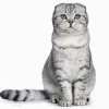 Mèo Anh Tai Cụp Scottish Fold Bí Ẩn và Cuốn Hút