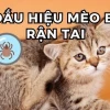 Mèo Bị Rận Tai: Dấu Hiệu Nhận Biết, Nguyên Nhân và Cách Điều Trị Hiệu Quả
