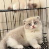 Mèo Chân Ngắn Munchkin: Đặc Điểm, Nuôi Dưỡng và Lưu Ý