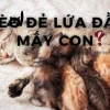 Mèo có bầu mấy tháng đẻ? Dấu hiệu nhận biết và cách chăm sóc