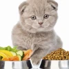 Mèo con nên ăn gì? Hướng dẫn chi tiết từ A-Z cho chủ nuôi