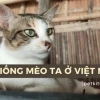 Mèo Ta Giống Việt Truyền Thống Những Đặc Điểm Nổi Bật