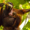 Orangutan: Sinh học, Bảo tồn và Ý nghĩa môi trường