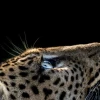Phân biệt Báo Đốm (Leopard) và Báo Gấm (Cheetah): Điểm khác biệt và đặc điểm nổi bật