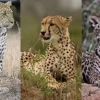 Phân biệt Jaguar, Leopard và Cheetah: Điểm khác biệt cốt lõi