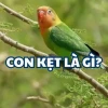 Phân biệt Két và Vẹt: Hướng dẫn chi tiết cho người mới bắt đầu