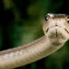 Rắn Mamba Đen: Sự Thật Đáng Sợ Về Loài Rắn Độc Nhất Châu Phi