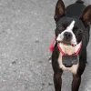 Shock Collar: Giải Pháp Huấn Luyện Chó Hay Công Cụ Gây Đau Đớn?