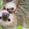Sloth là con gì? Khám phá loài động vật sinh tồn nhờ sống chậm