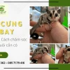 Sóc Bay Úc Ăn Gì Để Khỏe Mạnh và Phát Triển Toàn Diện?