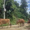 Sói Đỏ: Loài vật quý hiếm, hành trình bảo tồn và ý nghĩa văn hóa