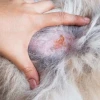 Sữa Tắm Trị Viêm Da Cho Chó: Lựa Chọn An Toàn và Hiệu Quả
