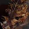 Thằn Lằn Gai Thorny Devil Sinh Vật Độc Đáo Của Úc