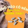 Thuốc tránh thai cho chó cái: Lợi ích, tác hại và cách sử dụng