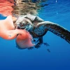 Tìm Hiểu Chi Tiết Về Các Loài Rùa: Đặc Điểm, Lợi Ích Và Cách Nuôi