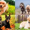 Top 10 Loài Chó Thông Minh Nhất Thế Giới: Khám Phá Trí Tuệ Vượt Trội