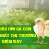 Top 7 Loại Thuốc Úm Gà Con Tốt Nhất Cho Trang Trại Năm 2026