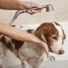 Trứng Rận Chó: Nhận Biết, Ngăn Ngừa và Xử Lý Triệt Để