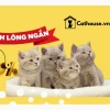 Tư vấn toàn diện về shop mèo cảnh uy tín và kinh nghiệm chọn mua